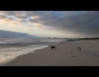 Two dogs run on beach near sunset