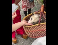 Woman feeds pet possum in purse