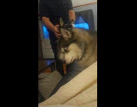 Man teasing dog with dog golf head cover