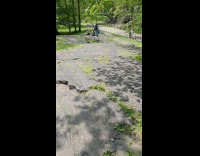 Goats run on hill roam at park