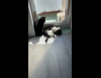 Cat stares other cat dramatic on floor