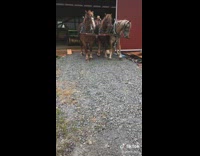 Compilation of photos amish friends