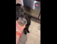 Black dog lick inside peanut butter container