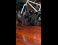 Black kitten jumps to hug other cat