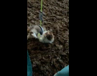Collab PLC - Cat Rolls on Carpet as it Plays with Toy