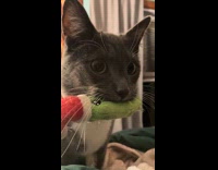 Collab Clips MPUGC - Cat brings pickle toy to bed