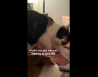 Collab BitchMP - Cat hits dog licking paws