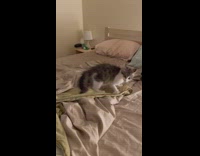 Grey white cat on bed running around going crazy jumping
