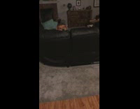 Dog on sofa look at guy hold pizza