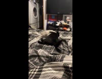 Cat siblings play fight on the bed