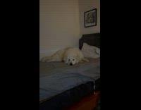Dog lie down bed watches food on television