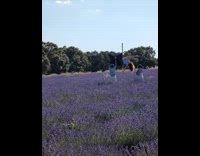 Woman pole dance shoot at violet fields