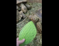Girl feed cactus plant three tortoise grass
