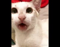 White kitten hits phone in girls hand 