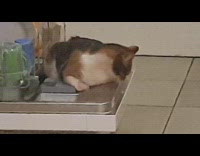 Cat roxy lays on open dishwasher door 