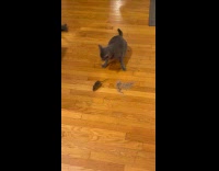 Cat bring and play with caught rat