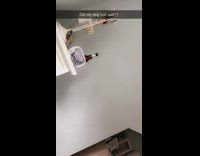 Golden retriever dog nods in agreement bedroom