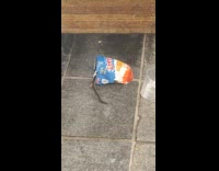 Rat crawls inside empty bag of chips 