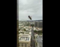 Bee cleans itself leaves pollen on window