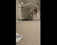 Cat plays fetch crumpled pink paper ball 