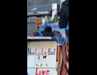 Man with several pets on the street