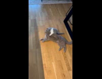 Cat lays down on floor gets grooming