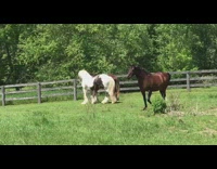 Three horses play and runs around field inside gate