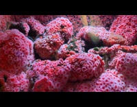 Pink strawberry anemones inside the fish tank