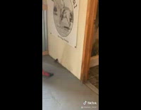 Dad sweeps giant spider out of house