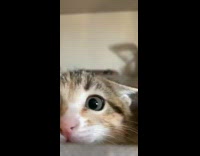 Collab BitchMP - Cat head poke out of couch