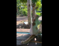 Cat sits on the bench licks body