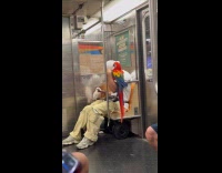 Man on subway with pet parrot and cockatoo 