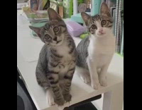 Two kittens sit move head in sync