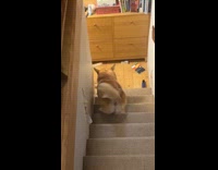 Corgi climbs down stairs in funny way