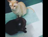 Two cats sit blue mat look up