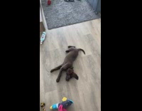 Collab Clips mpugc - Dog falls over after owner says bang