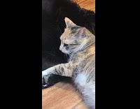 Cat lay down beside black dog on floor