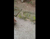 Girl pets brown chicken sitting on ground 