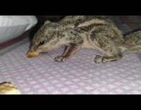 Tiny brown squirrel eating a cracker on top of a pink blanket 
