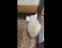 Collab PLC - White cat lay on floor grab metal