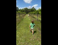 Collab PubityPets - Kid Gets Pushed by Small Cow in Vineyard
