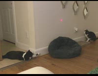 Two cats try to catch laser pointer 