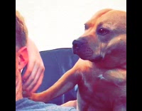 Brown dog plays with his owner 