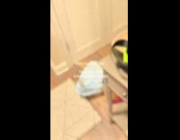 Cat cries greeting hooman from work