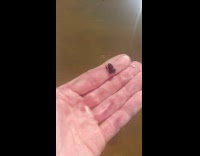 Small frog on hand swam to pond