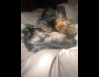 Guy complain about dog lay on his spot