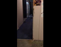 Dog plays plushy toy runs around room