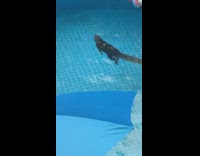 Squirrel swims around blue inflatable kiddie pool 