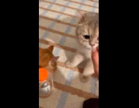 Collab PLC - Cat licks and eat treat from filmer