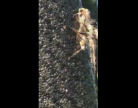 Horsefly sits at moth at the tree in the morning 